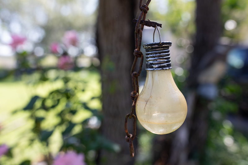 Detail shot of a light bulb hanging ornamentally above a rose bush.